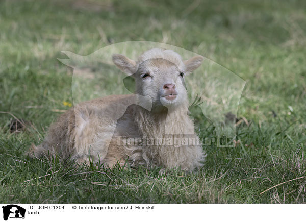 Lamm / lamb / JOH-01304