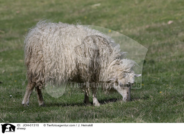 Schaf / sheep / JOH-01310