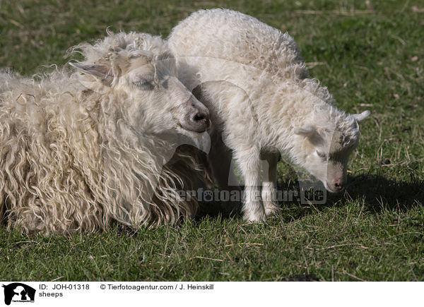 Schafe / sheeps / JOH-01318