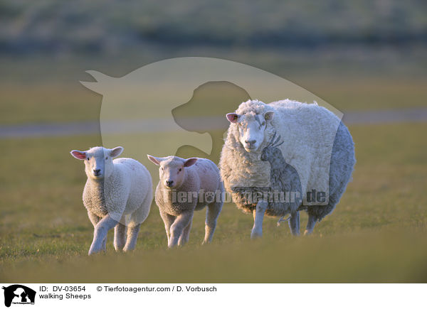 laufende Schafe / walking Sheeps / DV-03654