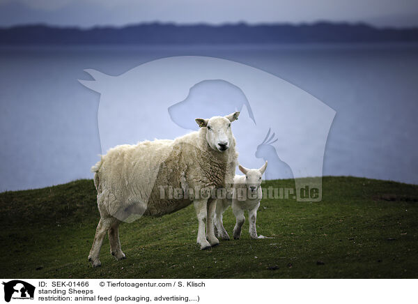 standing Sheeps / SEK-01466