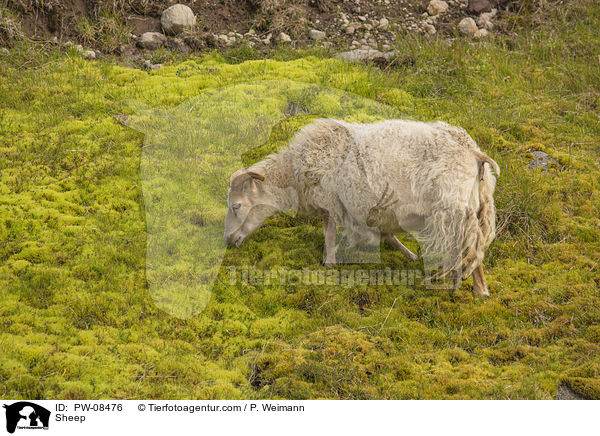 Sheep / PW-08476