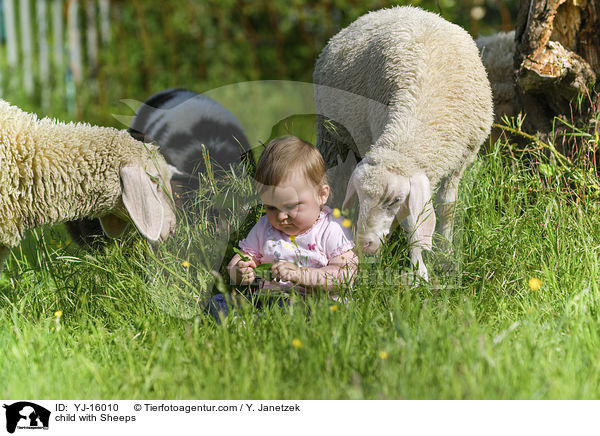 Kind mit Schafe / child with Sheeps / YJ-16010