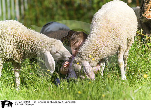 Kind mit Schafe / child with Sheeps / YJ-16012