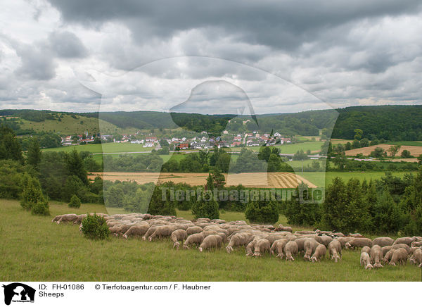 Schafe / Sheeps / FH-01086