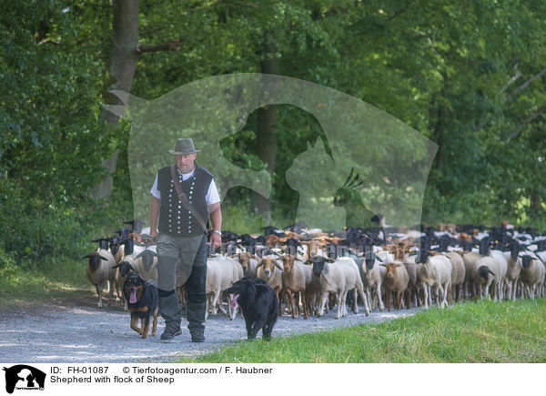 Schfer mit Schafherde / Shepherd with flock of Sheep / FH-01087
