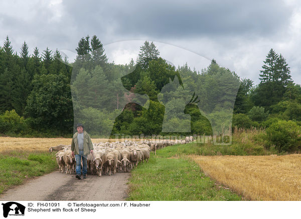 Shepherd with flock of Sheep / FH-01091