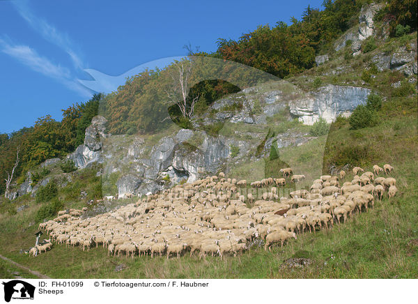Schafe / Sheeps / FH-01099