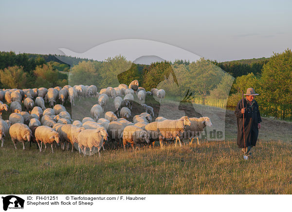 Schfer mit Schafherde / Shepherd with flock of Sheep / FH-01251