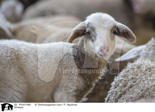 Schafe / Sheeps / FH-01480