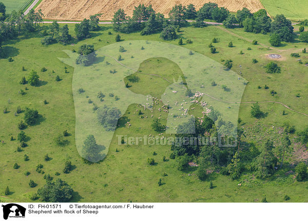 Schfer mit Schafherde / Shepherd with flock of Sheep / FH-01571