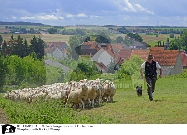 Shepherd with flock of Sheep / FH-01651