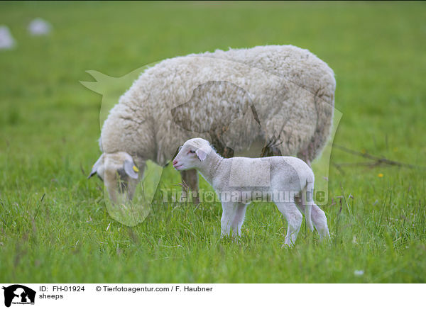 Schafe / sheeps / FH-01924