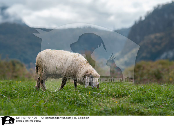 Schaf auf Wiese / sheep on meadow / HSP-01429