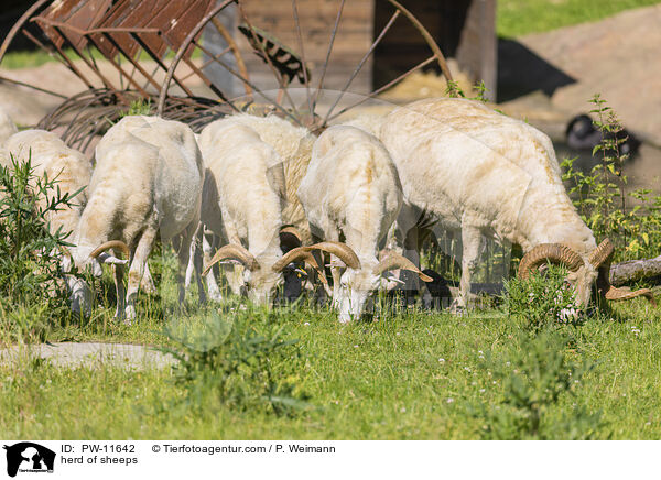 Schafherde / herd of sheeps / PW-11642