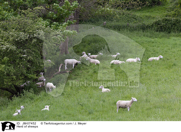 Schafherde / Herd of sheeps / JM-07452