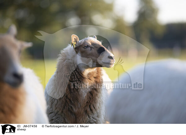 Hausschaf / sheep / JM-07458