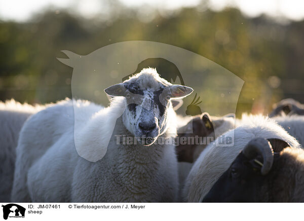 Hausschaf / sheep / JM-07461