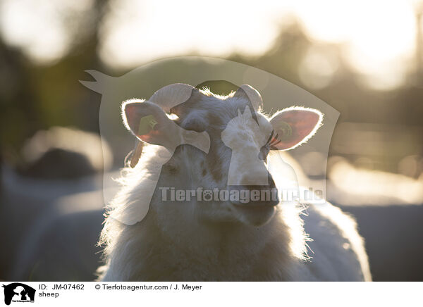 Hausschaf / sheep / JM-07462