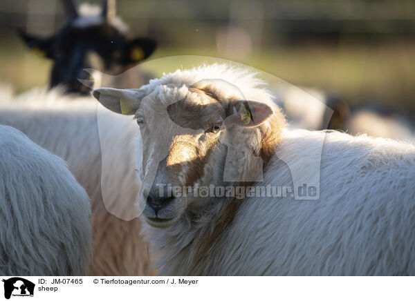 Hausschaf / sheep / JM-07465