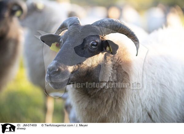 Hausschaf / sheep / JM-07469