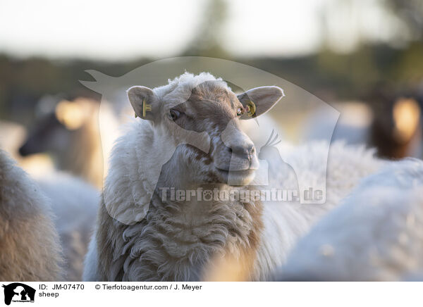 Hausschaf / sheep / JM-07470