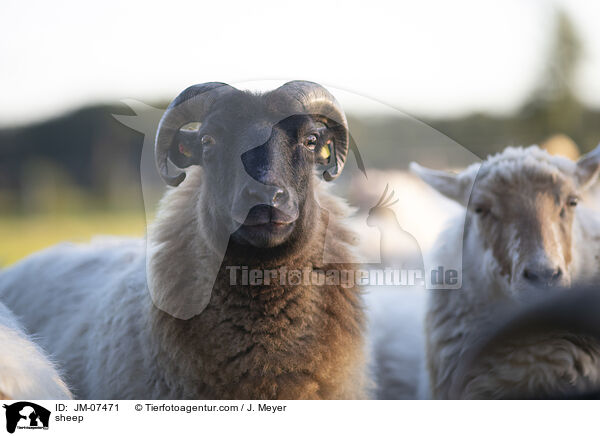 Hausschaf / sheep / JM-07471