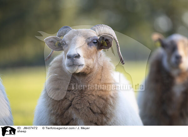 Hausschaf / sheep / JM-07472