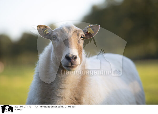 Hausschaf / sheep / JM-07473