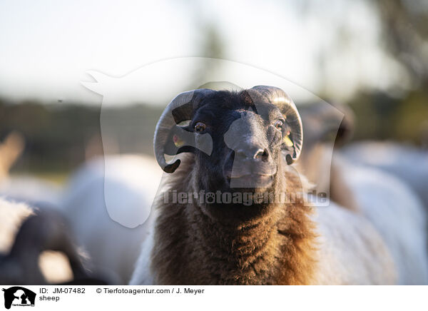 Hausschaf / sheep / JM-07482