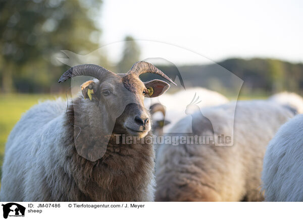 Hausschaf / sheep / JM-07486