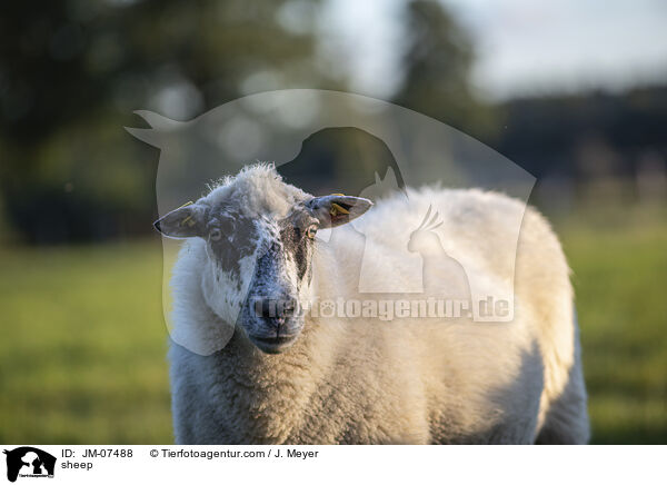 Hausschaf / sheep / JM-07488