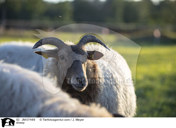 Hausschaf / sheep / JM-07489