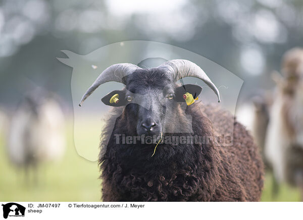 Hausschaf / sheep / JM-07497