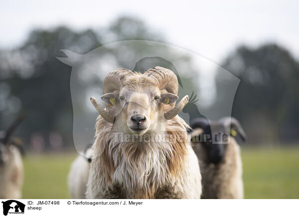 Hausschaf / sheep / JM-07498