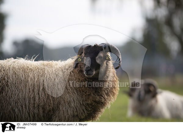 Hausschaf / sheep / JM-07499