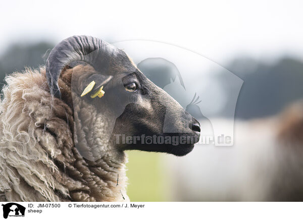 Hausschaf / sheep / JM-07500