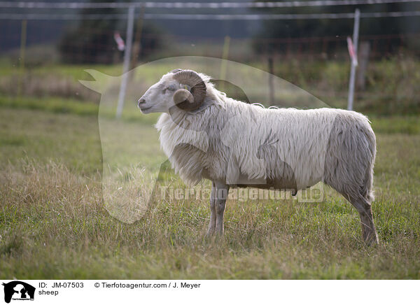 Hausschaf / sheep / JM-07503