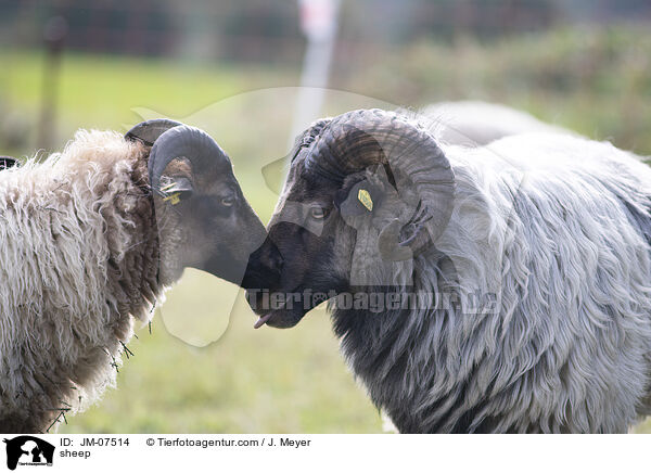 Hausschaf / sheep / JM-07514