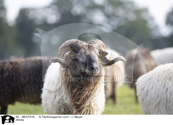 Hausschaf / sheep / JM-07516