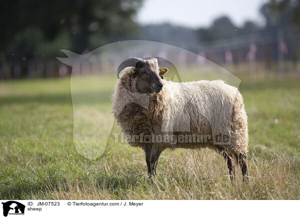 sheep / JM-07523