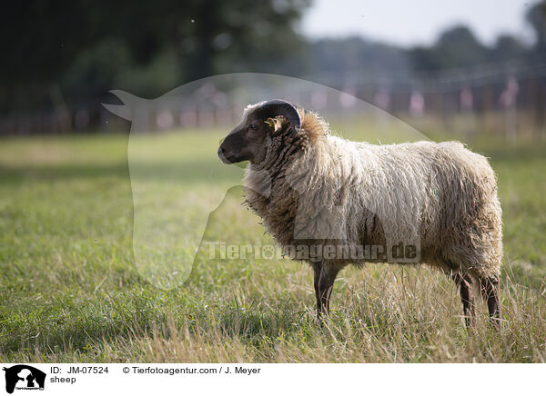 Hausschaf / sheep / JM-07524