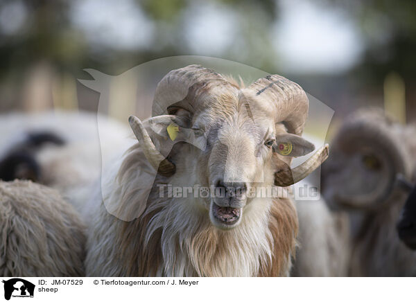 Hausschaf / sheep / JM-07529