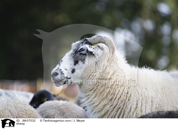 sheep / JM-07532