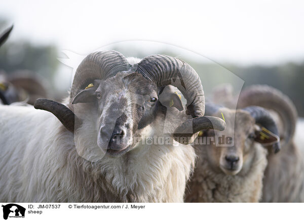 Hausschaf / sheep / JM-07537