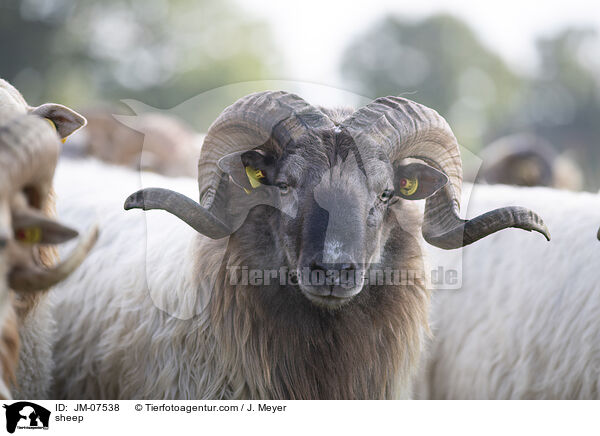 Hausschaf / sheep / JM-07538