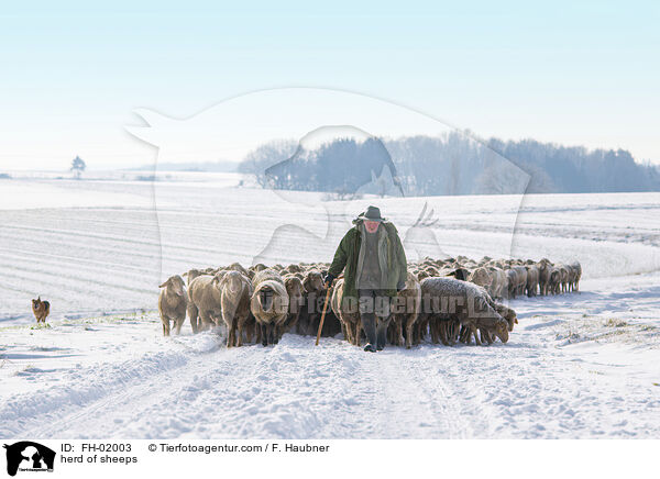 herd of sheeps / FH-02003