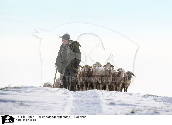 herd of sheeps / FH-02005