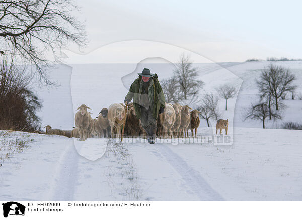 Schafherde / herd of sheeps / FH-02009