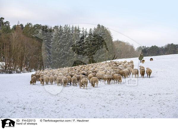 herd of sheeps / FH-02013